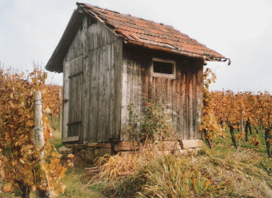 Wengerts Husle mit Rose