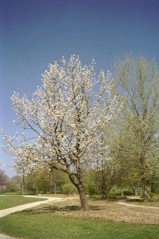 Kirschbaum in Blüte, Foto H.Hille