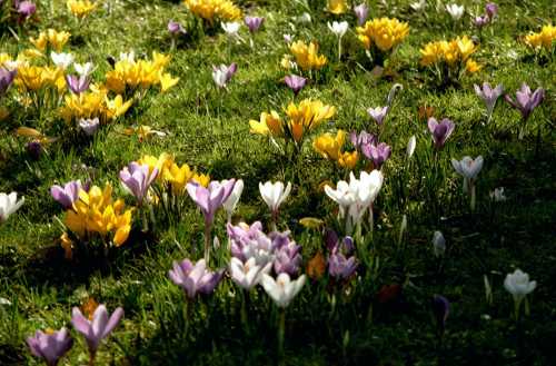 Frhling im Phhlpark Foto H.Hille